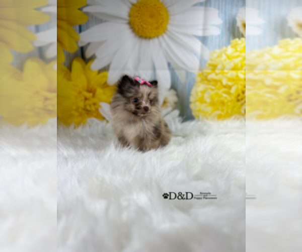 Medium Photo #1 Pomeranian Puppy For Sale in RIPLEY, MS, USA