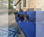 Small Photo #4 Miniature Pinscher-Unknown Mix Puppy For Sale in Belleuve, NE, USA