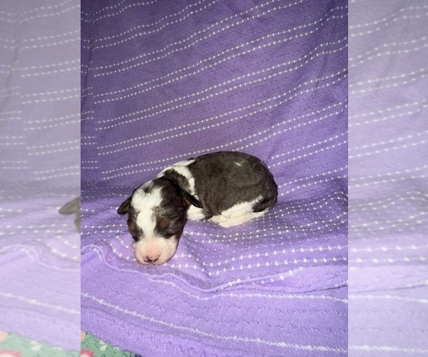 Medium Photo #1 Cavapoo-Poodle (Miniature) Mix Puppy For Sale in MUNFORDVILLE, KY, USA