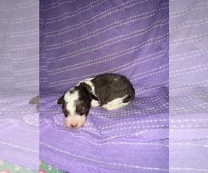 Medium Cavapoo-Poodle (Miniature) Mix