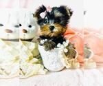 Small #1 Yorkshire Terrier