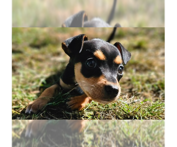 Medium Photo #1 Rat-a-pap Puppy For Sale in Springdale, PA, USA