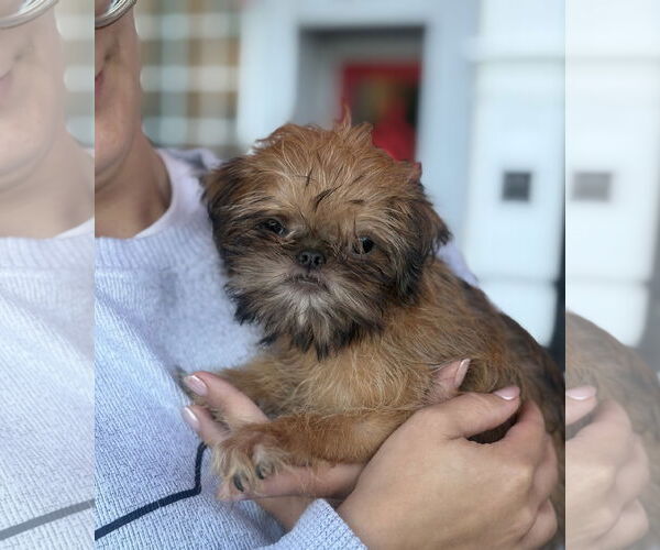 Medium Photo #1 Brussels Griffon Puppy For Sale in Wheaton, IL, USA