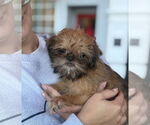 Small Brussels Griffon