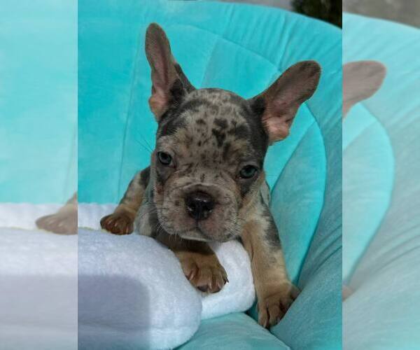 Medium Photo #10 French Bulldog Puppy For Sale in RENTON, WA, USA