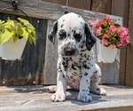 Small Photo #86 Dalmatian Puppy For Sale in GOSHEN, IN, USA