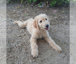 Puppy 1 Goldendoodle