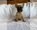 Puppy Nerd French Bulldog