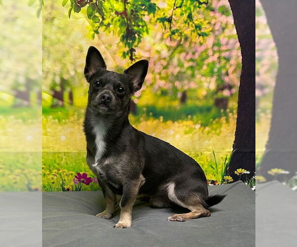 Medium Photo #1 Chihuahua-Unknown Mix Puppy For Sale in Wetumpka, AL, USA
