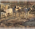 Small #2 Anatolian Shepherd