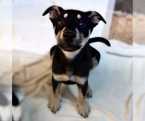 Medium Photo #1 Labrador Retriever-Unknown Mix Puppy For Sale in San Antonio, TX, USA