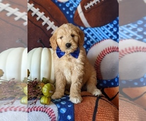 Goldendoodle Puppy for sale in PEACH BOTTOM, PA, USA