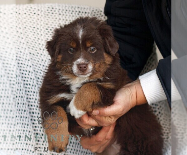 Medium Photo #3 Miniature Australian Shepherd Puppy For Sale in NEW HOLLAND, PA, USA