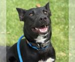 Small #1 Labrador Retriever Mix