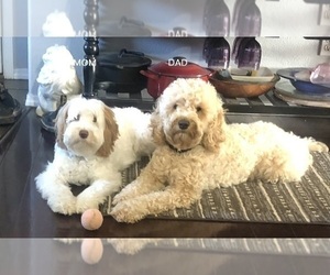 Mother of the Double Doodle puppies born on 03/30/2025