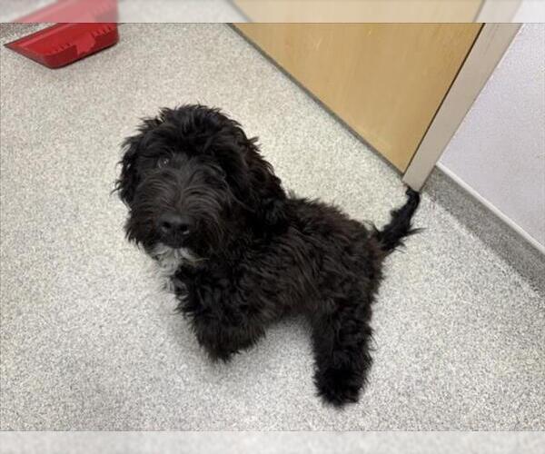 Medium Photo #1 Labradoodle Puppy For Sale in Fort Collins, CO, USA