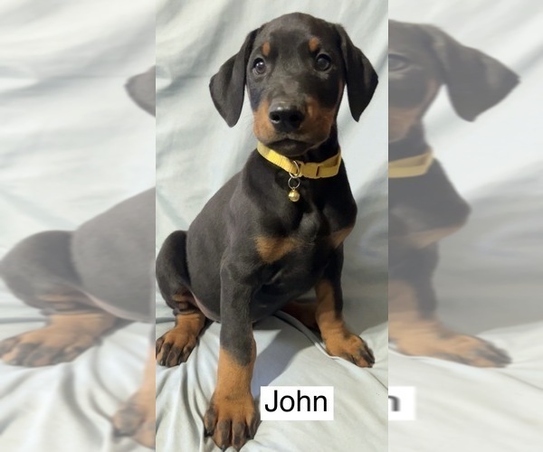 Medium Photo #2 Doberman Pinscher Puppy For Sale in POMEROY, OH, USA