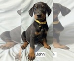 Small #1 Doberman Pinscher