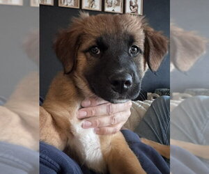 Luella - Female Mutt Dog for Adoption - Photo #4