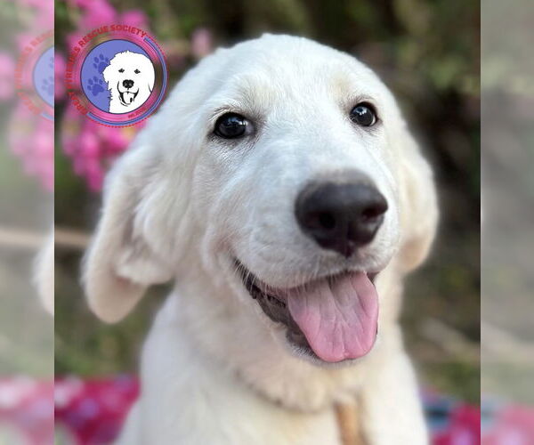 Medium Photo #5 Great Pyrenees Puppy For Sale in Spring, TX, USA