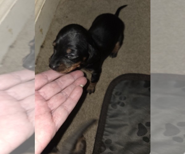 Medium Photo #1 Dachshund Puppy For Sale in NORFOLK, VA, USA