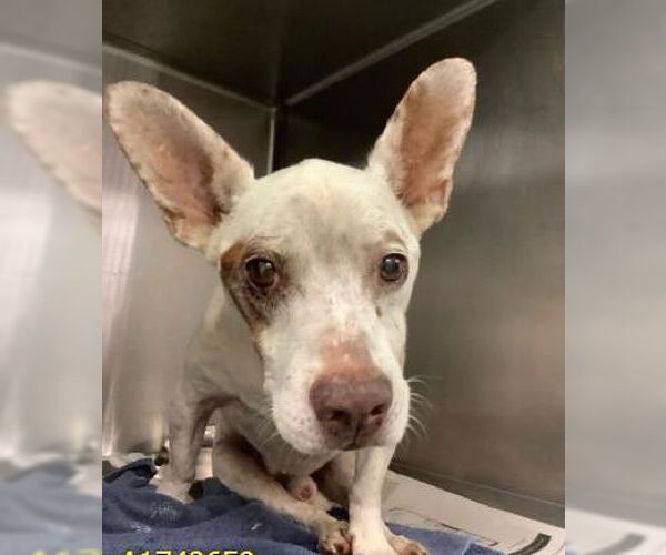 Medium Photo #2 Chihuahua-Unknown Mix Puppy For Sale in Royal Palm Beach, FL, USA