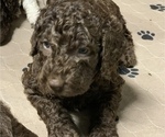 Small Photo #2 Labradoodle Puppy For Sale in CANFIELD, OH, USA