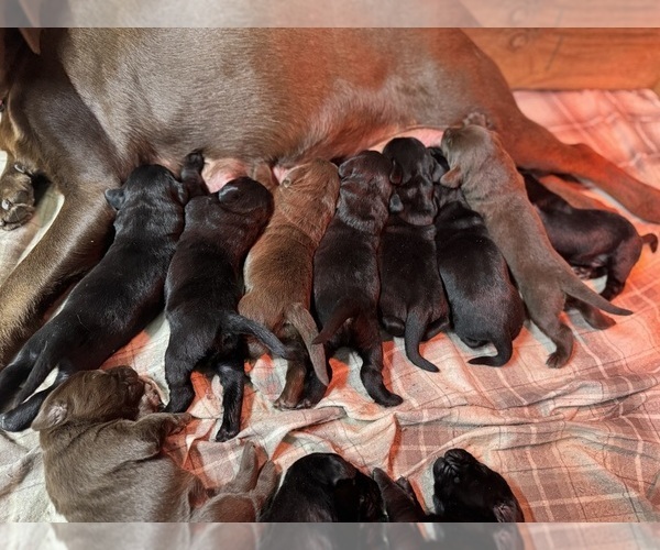 Medium Photo #2 Labrador Retriever Puppy For Sale in BEECHER CITY, IL, USA