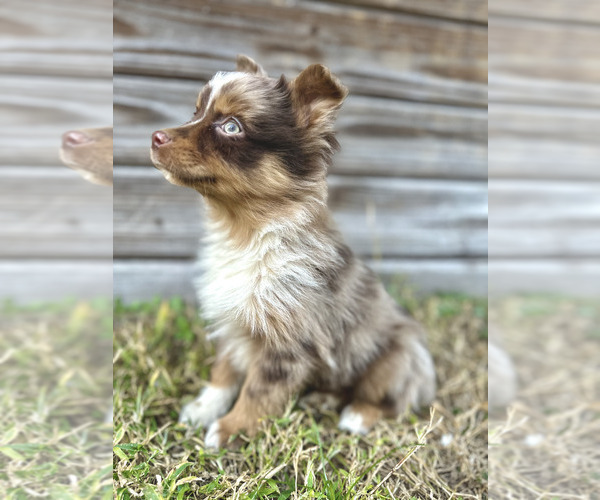 Medium Photo #2 Australian Shepherd Puppy For Sale in ORLANDO, FL, USA