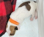 Small Photo #5 Wire Fox Terrier Puppy For Sale in BURLESON, TX, USA
