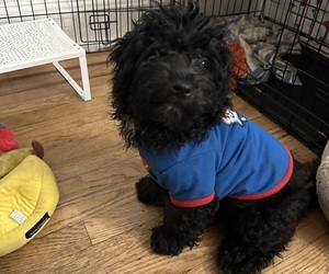 Maltipoo-Shih Tzu Mix Puppy for sale in WOODSIDE, NY, USA