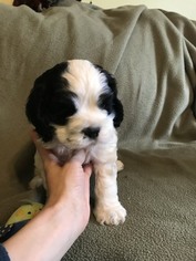 Cocker Spaniel Puppy for sale in ROSSVILLE, KS, USA
