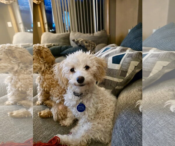 Medium Photo #1 Poochon Puppy For Sale in St. Louis Park, MN, USA