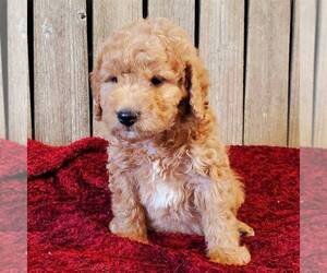 Goldendoodle-Poodle (Miniature) Mix Puppy for sale in WITHEE, WI, USA