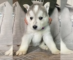Small Photo #5 Siberian Husky Puppy For Sale in SHANDON, CA, USA