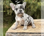 Small #1 French Bulldog