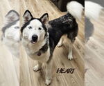Small #3 Siberian Husky