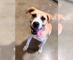 Small #3 Labrador Retriever Mix