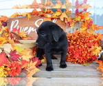 Small Photo #4 Labrador Retriever Puppy For Sale in MOUNT AIRY, NC, USA
