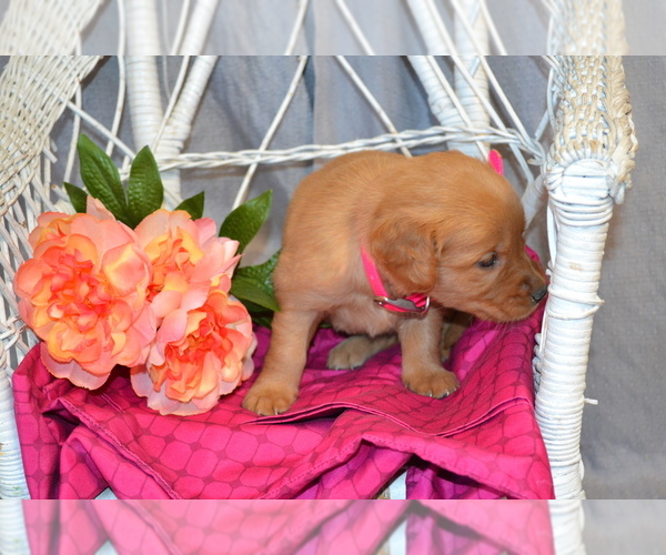Medium Photo #4 Golden Retriever Puppy For Sale in OWEN, WI, USA