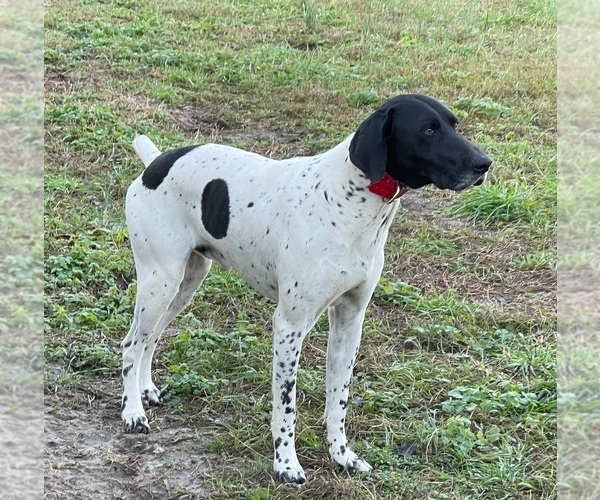 Medium Photo #1 German Shorthaired Pointer Puppy For Sale in WARSAW, NC, USA