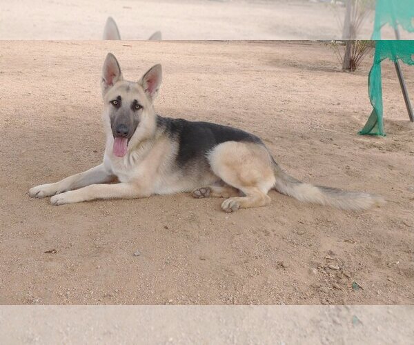Medium Photo #13 German Shepherd Dog Puppy For Sale in Apple Valley, CA, USA