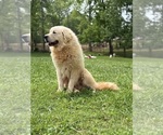 Small #14 Great Pyrenees
