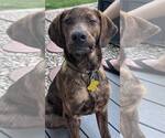 Small #7 Plott Hound