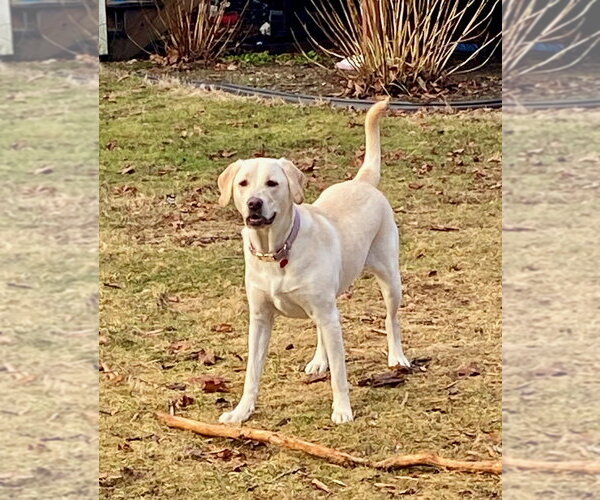 Medium Photo #5 Labrador Retriever Puppy For Sale in Oak Bluffs, MA, USA