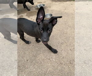 Labrador Retriever-Unknown Mix Dogs for adoption in The Woodlands, TX, USA