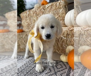 English Cream Golden Retriever Puppy for sale in LANTON, MO, USA