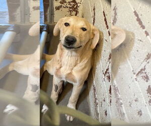 Labrador Retriever-Unknown Mix Dogs for adoption in Las Vegas, NM, USA