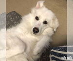 Small #4 Great Pyrenees Mix