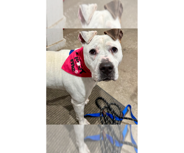 Medium Photo #1 Argentinian Mastiff-Labrador Retriever Mix Puppy For Sale in Brewster, NY, USA